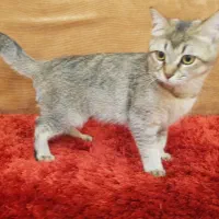 گربه بریتیش بلک گلد و تابی پا کوتاه نر ۴ ماهه|گربه|تهران, مشیریه|دیوار