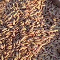 فروش جو دیم بوجاری شده در فامنین