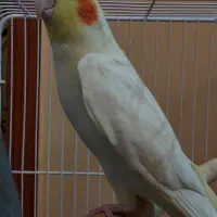 طوطی عروس هلندی لوتینو نر|پرنده|اردبیل, |دیوار