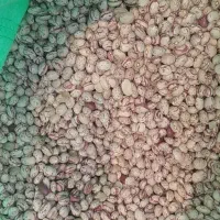لوبیا چیتی