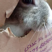 خرگوش|موش و خرگوش|بیرجند, |دیوار