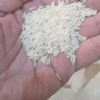 برنج فجرشالی