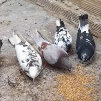 چندتا کبوتر غریبگیری