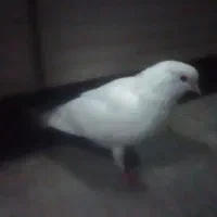 کبوترپرشی|پرنده|املش, |دیوار