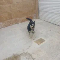 سگ هاسگی|سگ|کرج, اخگرآباد|دیوار