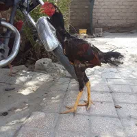 مرغ و خروس نسل دار