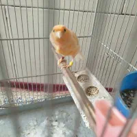 قناری|پرنده|کرمان, |دیوار