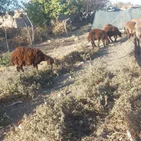 فروش ۹ عدد بره