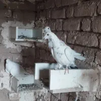 ده تا کبوتر آلمانی پرشی|پرنده|رشتخوار, |دیوار