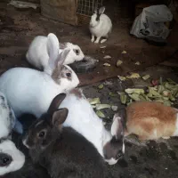 چند عد د خرگوش