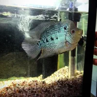 ماهی فلاور ،للوپی، لابستر، ومپایر