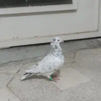 پرشی|پرنده|سبزوار, هویزه|دیوار