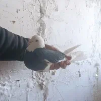 کبوتر گمشده