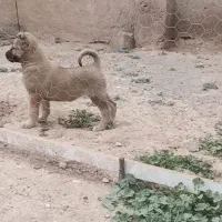 سگ توله ماده سرابی ذات قدیم نصل درست