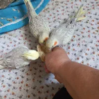 عروس هلندی ۴ماهه