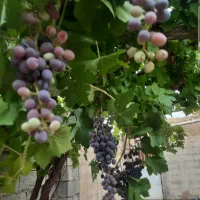 ویلا باغ قصردشت 2600 متر|فروش خانه و ویلا|سیاخ دارنگون, |دیوار