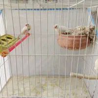 فنچ زبرا|پرنده|قم, الغدیر|دیوار