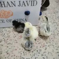 جوجه محلی اصل. جوجه برهما .جوجه گلین