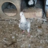 کبوتر طوقی