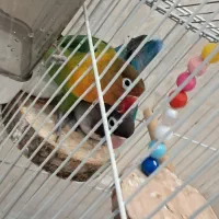 کوتوله برزیلی