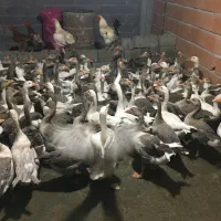 حراج غاز کشتار و تخمگذار|حیوانات مزرعه|بابل, |دیوار