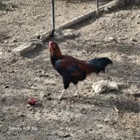 فروش خروس و مرغ|حیوانات مزرعه|اسلامشهر, کاشانک|دیوار