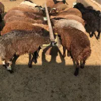 بره نر و ماده و بز شیری و بزغاله و میش بره دار|حیوانات مزرعه|قم, شهرک امام حسین|دیوار