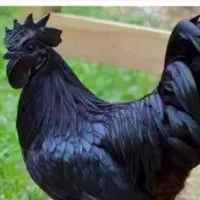 تخم مرغ سمانی