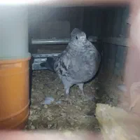 کبوتر