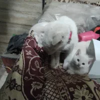 ۳تابچه گربه|گربه|مشهد, شهید شهریاری|دیوار