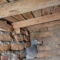 کفتر|پرنده|تربت‌حیدریه, بالا ولایت|دیوار