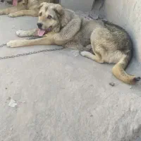واگزاری سگ نر و ماده پژدر