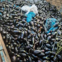 فروش فوری ۹تن بادمجان خوراکی