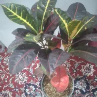 کروتن.فیکوس.آگلونما آگلونما برفی فیکوس سوپر بلک