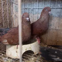 جفت کله سرخ چاپ چمران