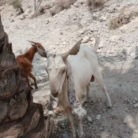 پازن داشتی خوب