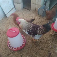 دو عدد خروس گوشتی