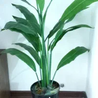 آباژور و درختچه|چراغ خواب و آباژور|زنجان, |دیوار