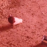 کبوتر طوقی|پرنده|سرپل ذهاب, |دیوار