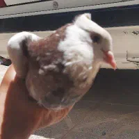 کبوتر جوجه طوقی