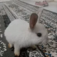 فروش خرگوش ۲ ماهه بانمک و سالم