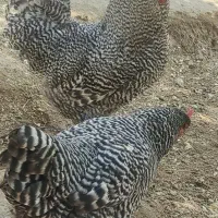 خروس برای قربانی همیشه مجودهست