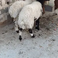 دوتا بره و سه تا بزغاله نر در خونه ای|حیوانات مزرعه|زاهدان, |دیوار