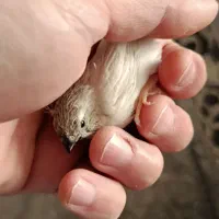 جوجه فنچ بدون قفس|پرنده|کرج, دهقان ویلا|دیوار