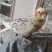 عروس هلندی نروماده و6تاتخم دستی آوازخوان