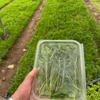 کاهو فرانسوی وسبزیجات|خوردنی و آشامیدنی|شیراز, درکی|دیوار