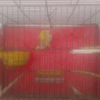 قناری نروماده