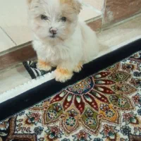 سگ خوشکل مالتیز سایزجیبی کوچلووناز