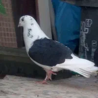 کبوتر دوکت تیکه پاره