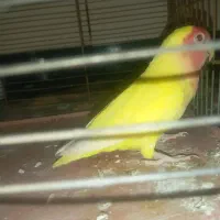 برزیلی ماده